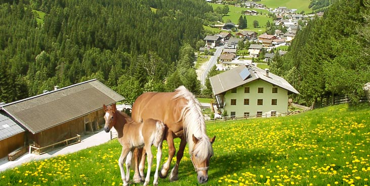 Familienurlaub in Filzmoos - Urlaub am Bauernhof in Salzburg, Österreich